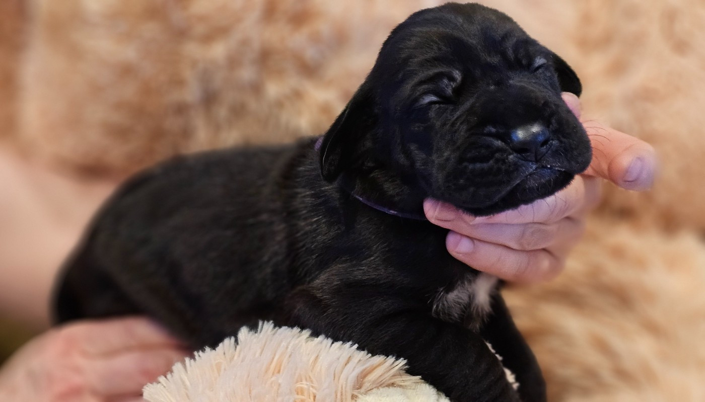 de L'Ether de Pandora - Chiots disponibles - Dogue allemand