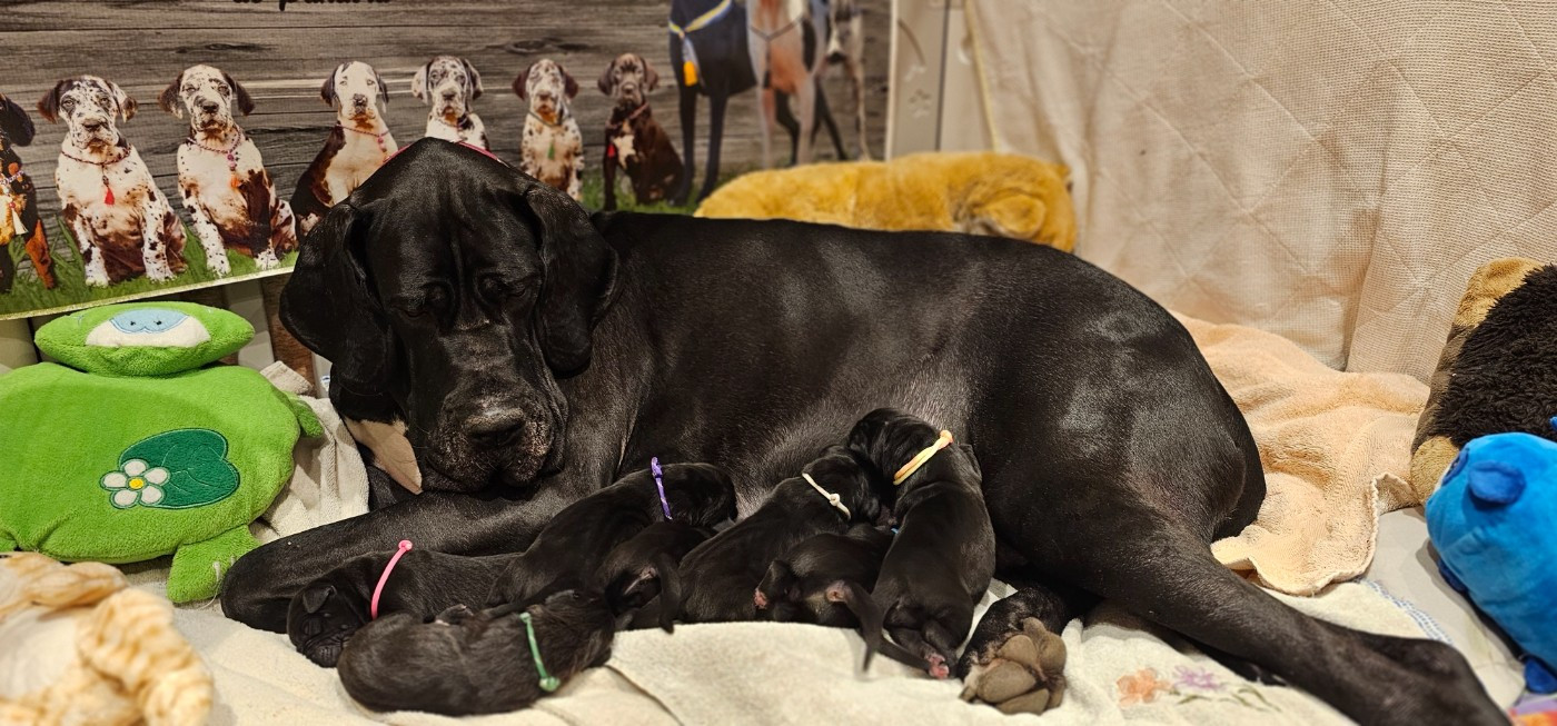 Chiot Dogue allemand de L'Ether de Pandora