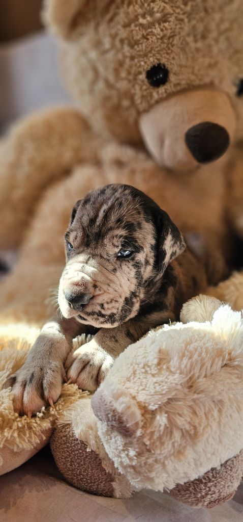 de L'Ether de Pandora - Chiots disponibles - Dogue allemand